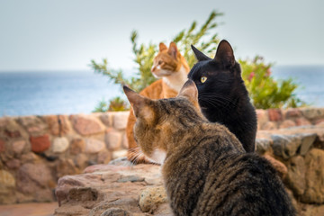 Obraz premium Three cats sit on a stone fence on the seashore. Focus on the black cat. Pets at the seaside resort, looking into the distance.