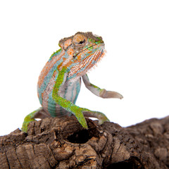 The Cape dwarf chameleon, Bradypodion pumilum, on white