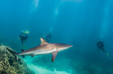 Fototapeta na wymiar Grey reef shark swimming peacefully in the wild as scuba divers observe in the background