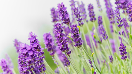 Closeup of blooming purple lavenders; depth of field