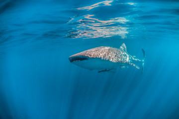 Whale shark swimming peacefully in the open ocean