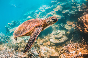 Obraz na płótnie Canvas Green sea turtle swimming in the wild among pristine and colorful coral reef
