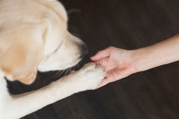 Female hand with dog paw on dark background. People support pets