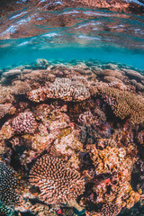 Colorful coral reef formations  in clear blue water