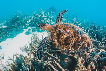 Green sea turtle swimming in the wild among pristine and colorful coral reef