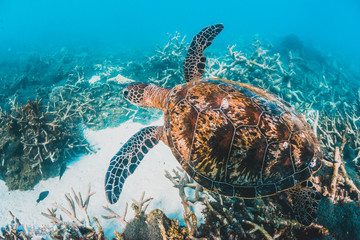 Fototapeta premium Green sea turtle swimming in the wild among pristine and colorful coral reef