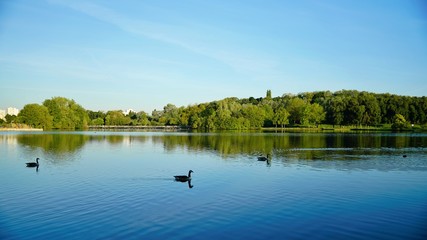 Several ducks swimming on the peaceful lake; green trees in the park reflecting on the water under blue sky