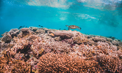 Green sea turtle swimming in the wild among pristine and colorful coral reef