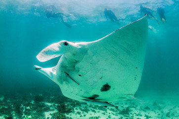 Plakat Manta ray swimming in the wild as snorkelers swim alongside