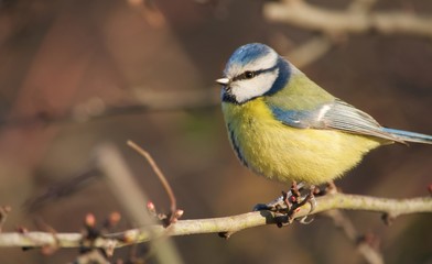 Closeup of a blue tit standing on a branch with brown background
