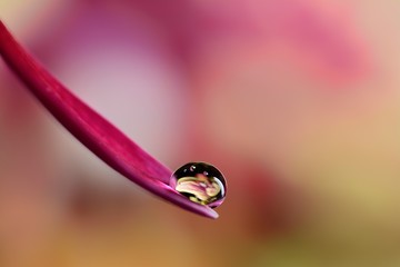 Gentle reflection on the water droplets macro photo