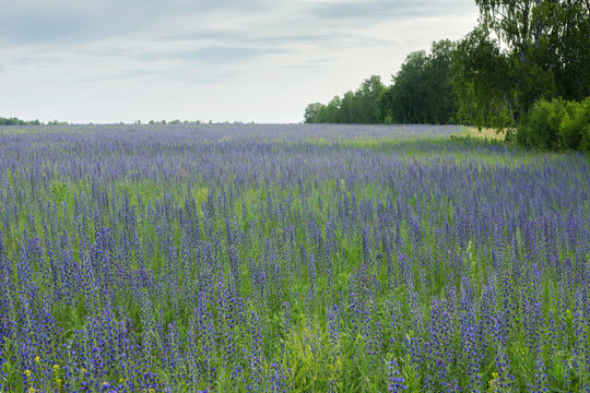 Field of lavender, blue and purple hyssop, hyssopus officinalis flowers in summer under blue cloudy sky. Nature, floral background or wallpaper
