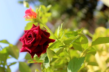  Beautiful ' Easy Elegance Kashmir Red Rose ' and a Rose bud blooming in a rose garden on background. red rose flowers symboling pure love and hope