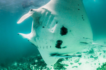 Manta ray swimming in the wild as snorkelers swim alongside