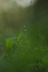 Rama en medio del bosque, ambiente pacifico