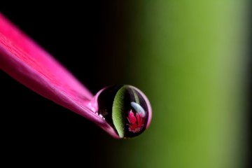 Gentle reflection on the water droplets macro photo