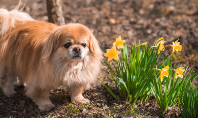 Golden pekingese dog with yellow flowers in garden