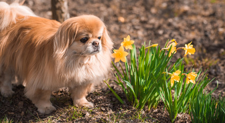 Golden pekingese dog with yellow flowers in garden