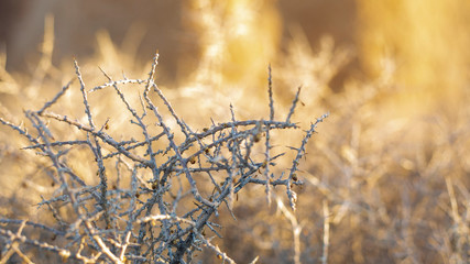 Closeup of thorns in the wild with blurred background