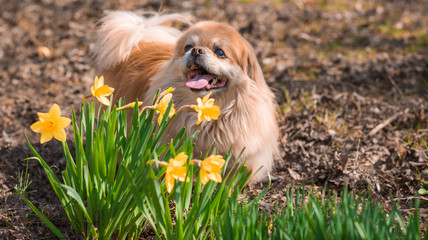 Golden pekingese dog with yellow flowers in garden