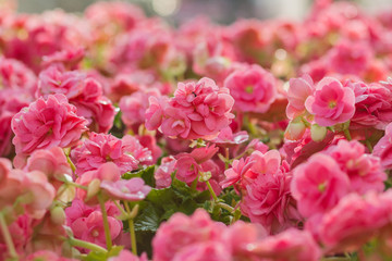 Pink Begonia flowers in the garden