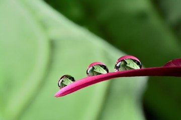 Gentle reflection on the water droplets macro photo