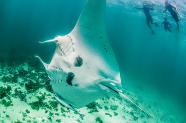 Manta ray swimming peacefully in the wild