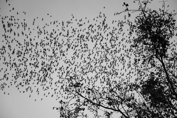 A lot of bat cave flying stream row from forest mountain in twilight evening sunset background before dark night in monochrome tone. Bat is symbol of darkness, evil, Dracula, Halloween, blood