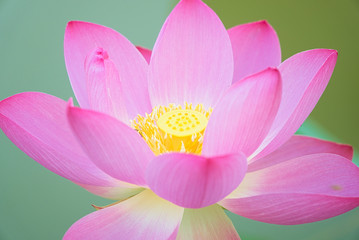 Obraz na płótnie Canvas Closeup of a blooming pink lotus in the pond