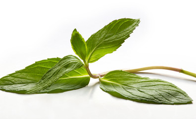 Obraz premium fresh mint leaves on a white background