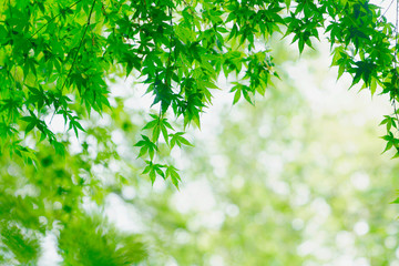 Fototapeta na wymiar Green maple branches on a blurred nature background