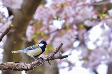 シジュウカラ