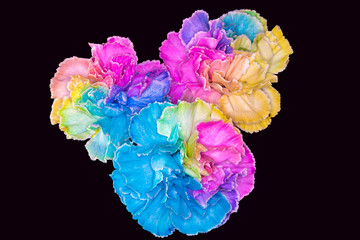Fototapeta na wymiar Rainbow Carnations