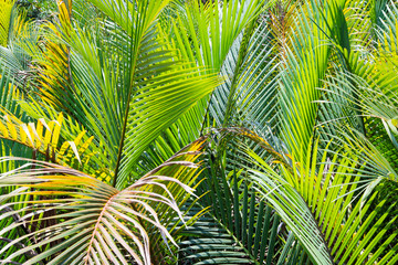 Mangrove or Nypa palm green leaves pattern shape form background on seaside with sunny day. Tropical palm plant in Thailand, green nature or save environmental concept.