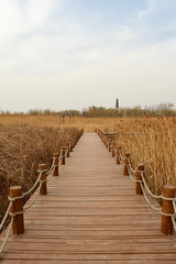 Wooden bridge in the golden field on sunny day, autumnal rural field