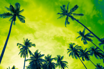 Fototapeta na wymiar Beautiful coconut palm tree forest in sunshine day with cloud background color fun tone. Travel tropical summer beach holiday vacation or save the earth, nature environmental concept.
