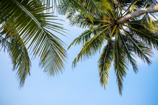 Beautiful coconut palm tree leaves from bottom view in sunny day clear sky background. Travel tropical summer beach holiday vacation or save the earth, nature environmental concept.