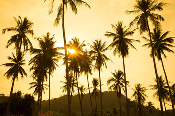 Beautiful silhouette coconut palm tree forest in sunset evening golden sunlight background. Travel tropical summer beach holiday vacation or save the earth, nature environmental concept.