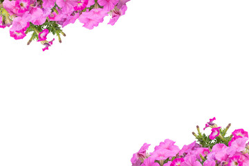 petunias on a white background
