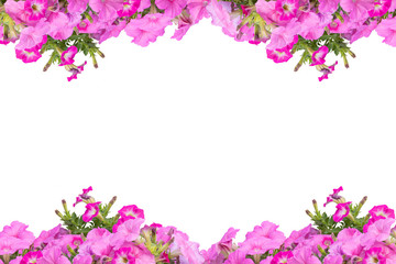 Obraz na płótnie Canvas petunias on a white background