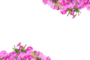 petunias on a white background