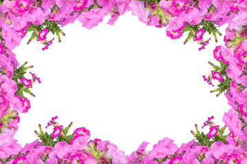 Fototapeta na wymiar petunias on a white background