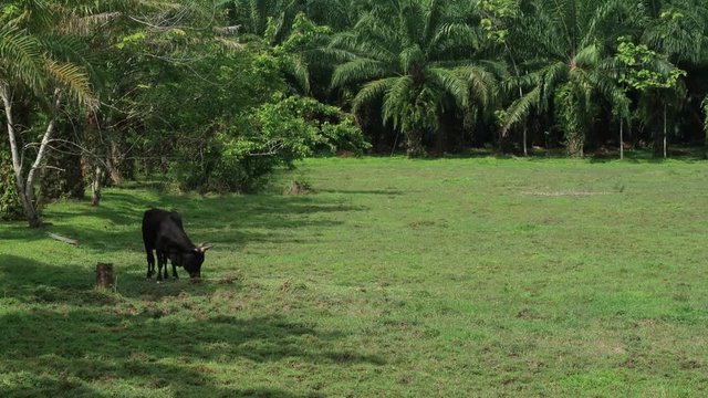 Black cow & birds in green meadow grass on tropical summer palm tree rain-forest with moving of shadow of clouds in sunny & sunshine day, Livestock agriculture & ecology environment concept, TimeLapse
