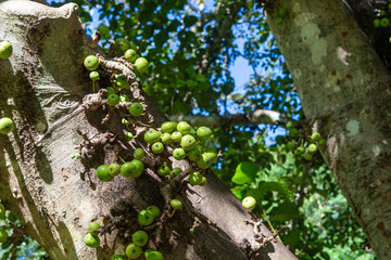オーストラリア　野生のイチヂク
