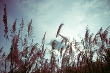 Tall flowers grass in forest with sunlight sunset evening and wind. Beautiful nature background for your relaxation, peace, meditation. Vintage tone.
