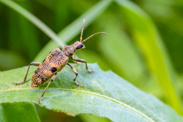 Beetle rhagium mordax crawls on leaf of grass