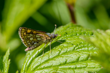 Butterfly hopper sits on green leaf of grass