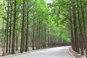 Obraz premium Green trees and road in a park on summer sunny day
