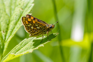 Fototapeta na wymiar Butterfly hopper sits on green leaf of grass