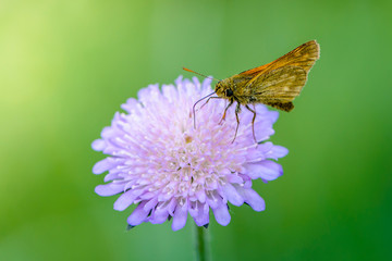 Butterfly collects nectar on the gypsy rose